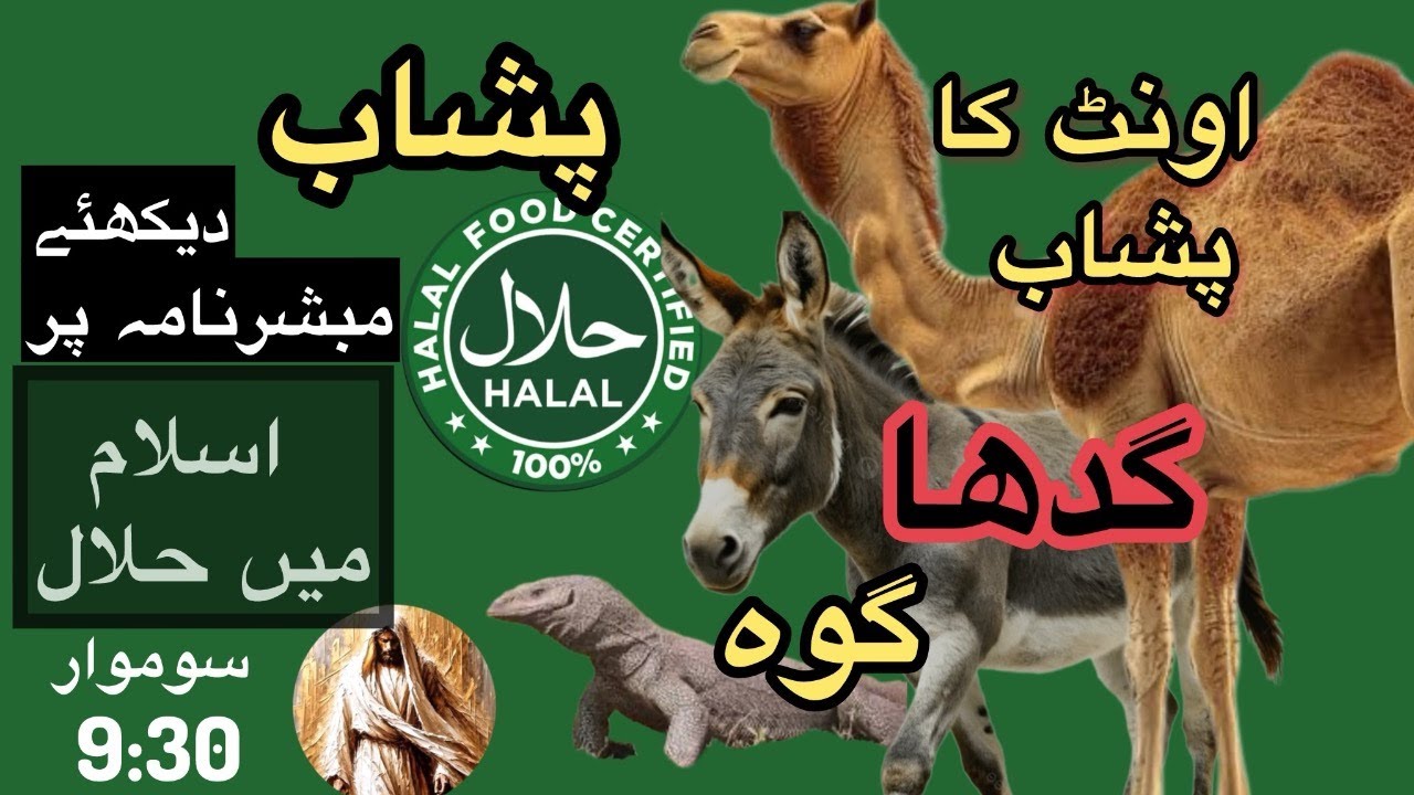 پشاب،گدھا اور گوہ کھانا اور پینا اسلام میں حلال؟ - YouTube