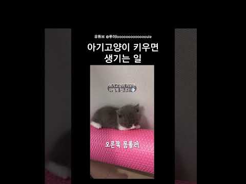 아기고양이 키우면 생기는 일너무 귀엽네요ㅠㅠㅠ#고양이 #냥스타그램 #애기고양이 #아기고양이 #귀여운영상 #힐링 #귀여워
