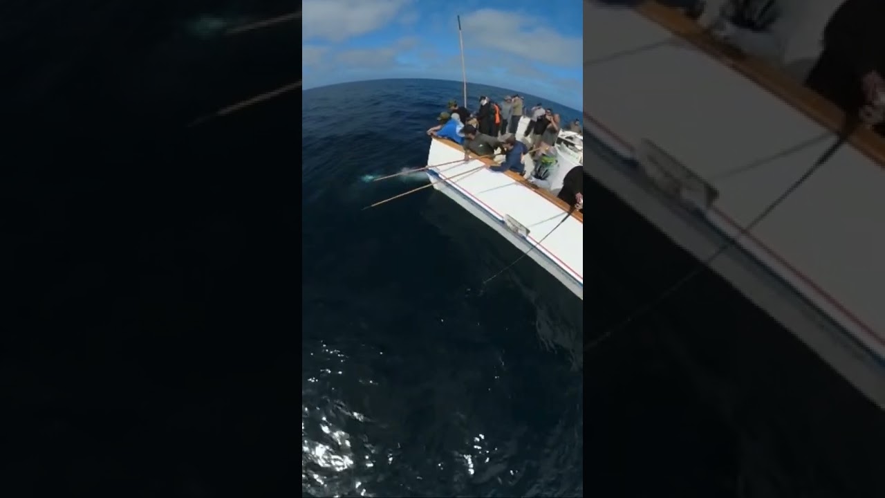 GIANT BLUEFIN HITTING THE DECK