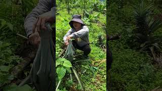 An Experiment to save Pineapple fruits from Crows and Rats.