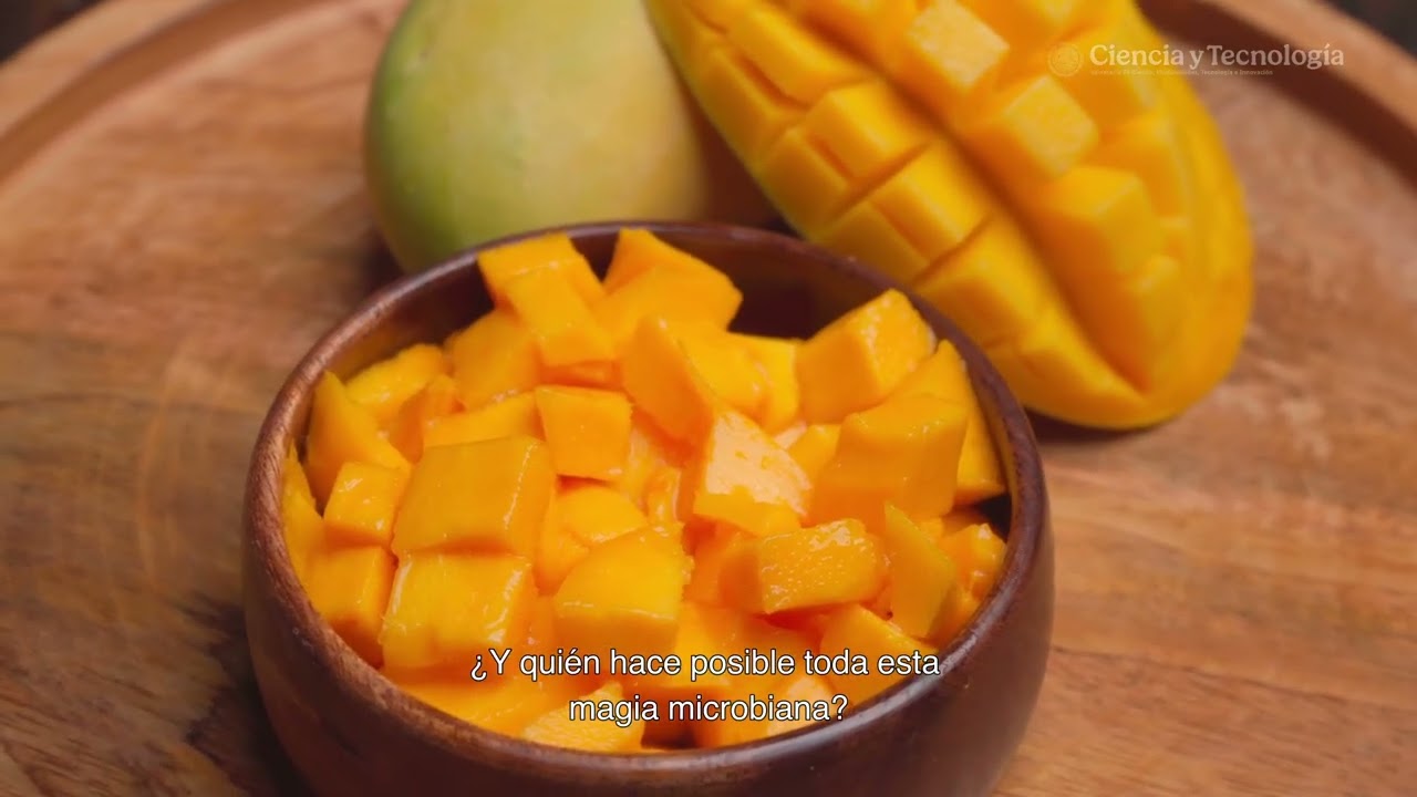 El poder oculto del mango fermentado