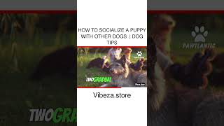 How to SOCIALIZE a PUPPY With Other DOGS  | Dog Tips