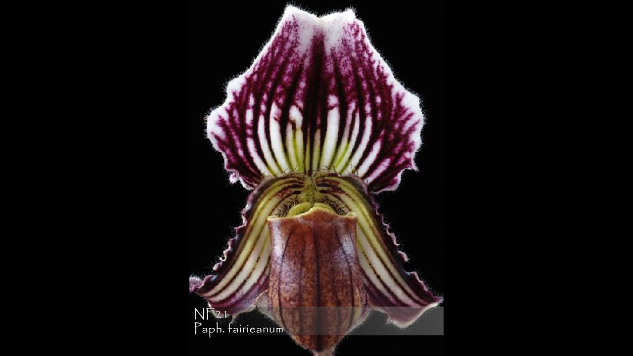 Norman Fang Live!  Episode 135 Growing Award Winning Paph. fairieanum