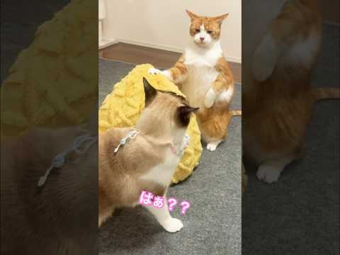 男なんてみんなスケベよっ! おっぱい #ねこ動画 #猫のいる暮らし #ねこ #猫好きさんと繋がりたい