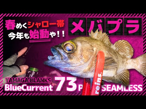 プラッギング】良型メバルをプラグで獲る!シンペン&ミノーに好反応