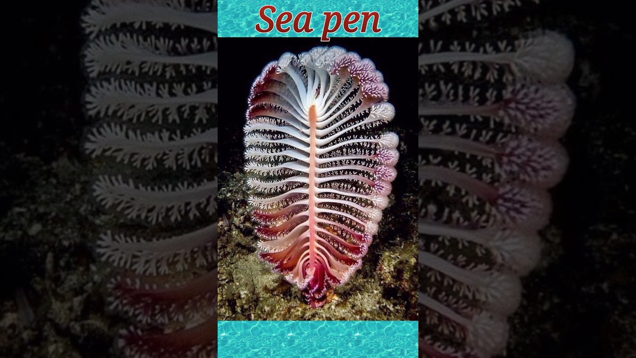 Know the sea pen!! 🤔✒️🌊