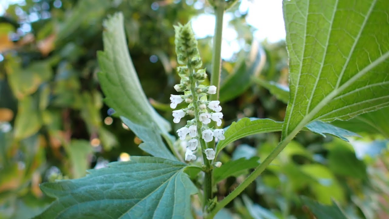 大葉　紫蘇　①　花　マクロ　家庭菜園