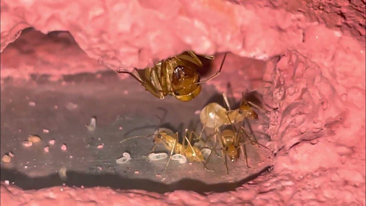 Présentation espèce de fourmis pot de miel 🍯 (Myrmecocystus mexicanus) YouTube