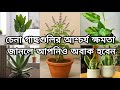 Indoor plant and their benefits || best Indoor plant   #gardening #indoorplants
