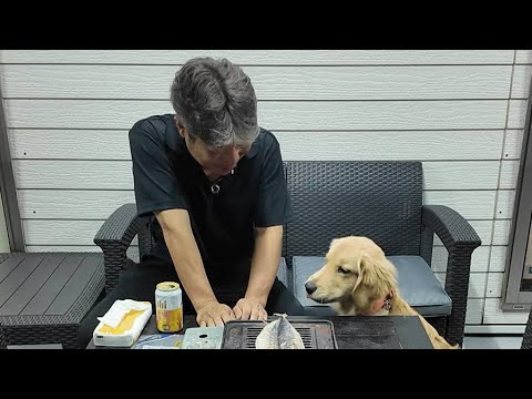 大好きなママが体調を崩した夜。二人はどうするのかな?【Golden Retriever japan】