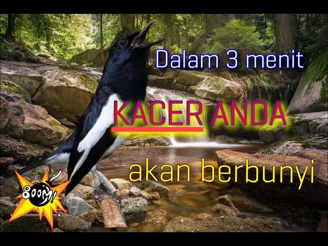 Kicau kacer gacor  + terapi air mengalir || Sangat cocok untuk pancingan kacer anda agar berbunyi class=