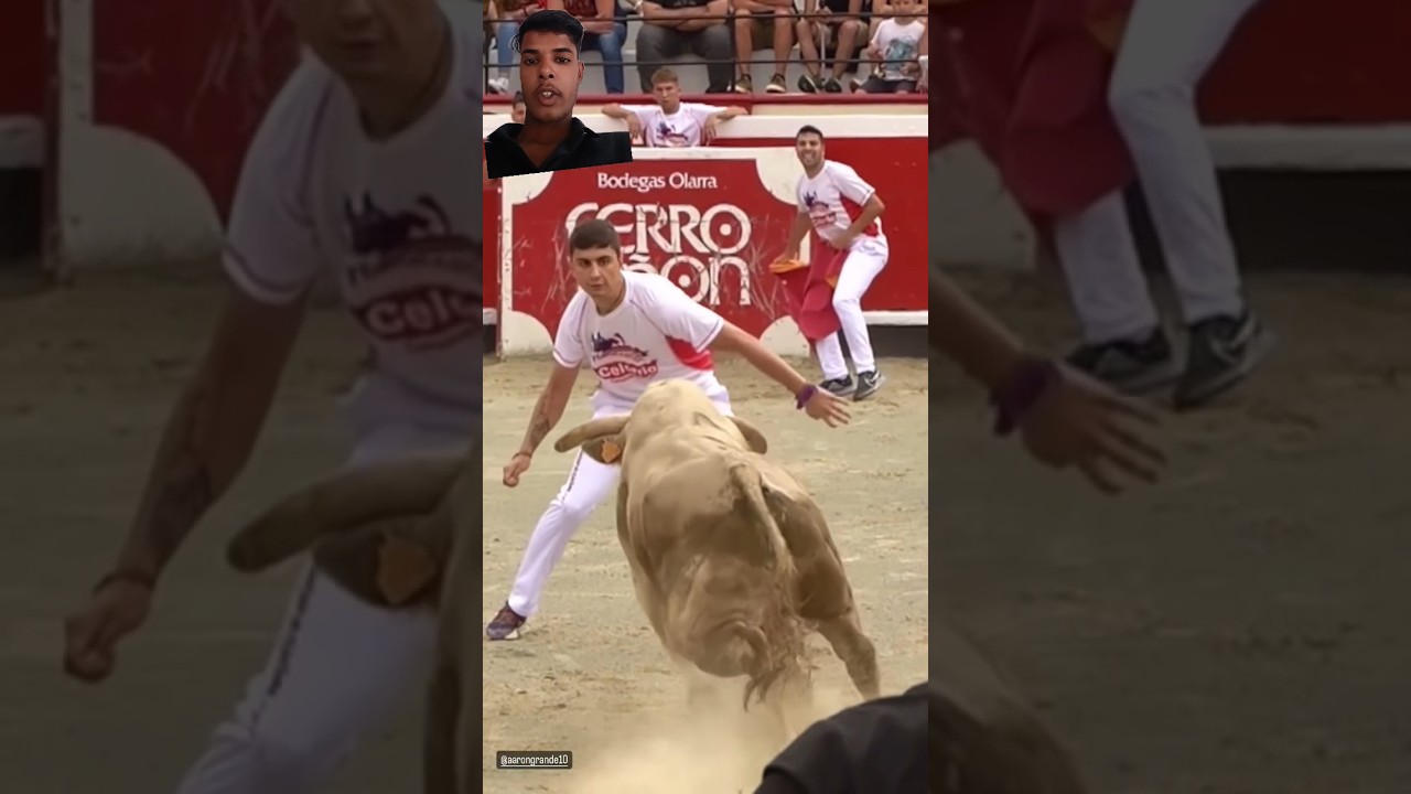 slow motion Bull attack video 