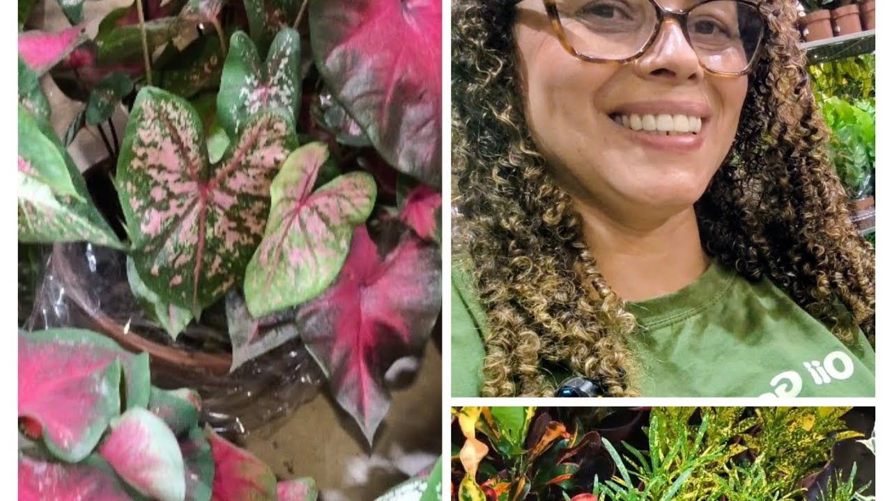 Vem ver os Caladiuns, Crotons com precinhos maravilhosos! Ceaflor Holambra 🤌😃