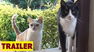 Cats In Love - A Miniseries - Trailer For Part Iv (2020)