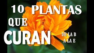 PLANTAS MEDICINALES QUE CURAN  DE LA B a  la  E