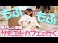 【癒し】初めてのサモエドが最高だった日
