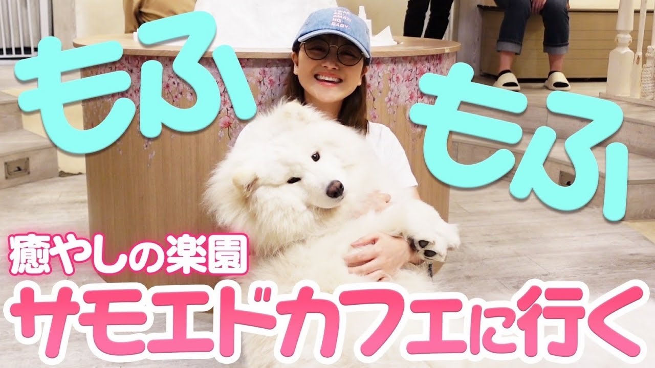 【癒し】初めてのサモエドが最高だった日