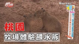 【桃園】超療癒牧場行程 還能近距離餵水豚【食尚玩家】20201027 (5/7)