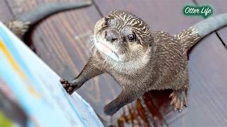 [元ネタ] あの巨大プールをプレゼントしたら、またもやテンションがおかしくなったカワウソがこちらです
