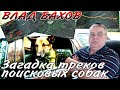 ВЛАД БАХОВ. Загадка трека собаки от 7 апреля 2019 года