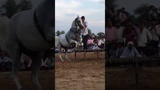 ghoda dance #horse #horsetrancedance #djsongdance #sansansehorhorse