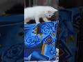 Cute Cats Comedy🐈🐈#catcomedy #cat #catfunny #shortsfeed #cute #shorts #viral #explore #catvideos ❤️🐈
