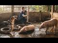 72 Hours of Chaos 😱 Massive Cobra Strikes Pig Farm – Animals Panic, Girl Risks Her Life!