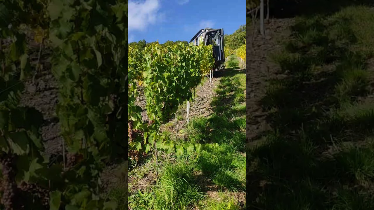 Traubenvollernter im Ockfener Bockstein bei der Arbeit