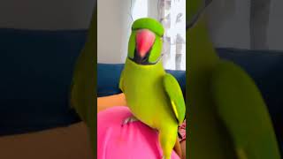 Parrot sound # Zoomiparrot