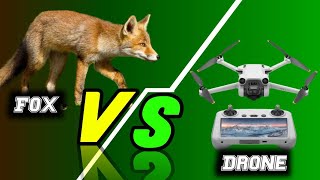 Fox Vs Drone