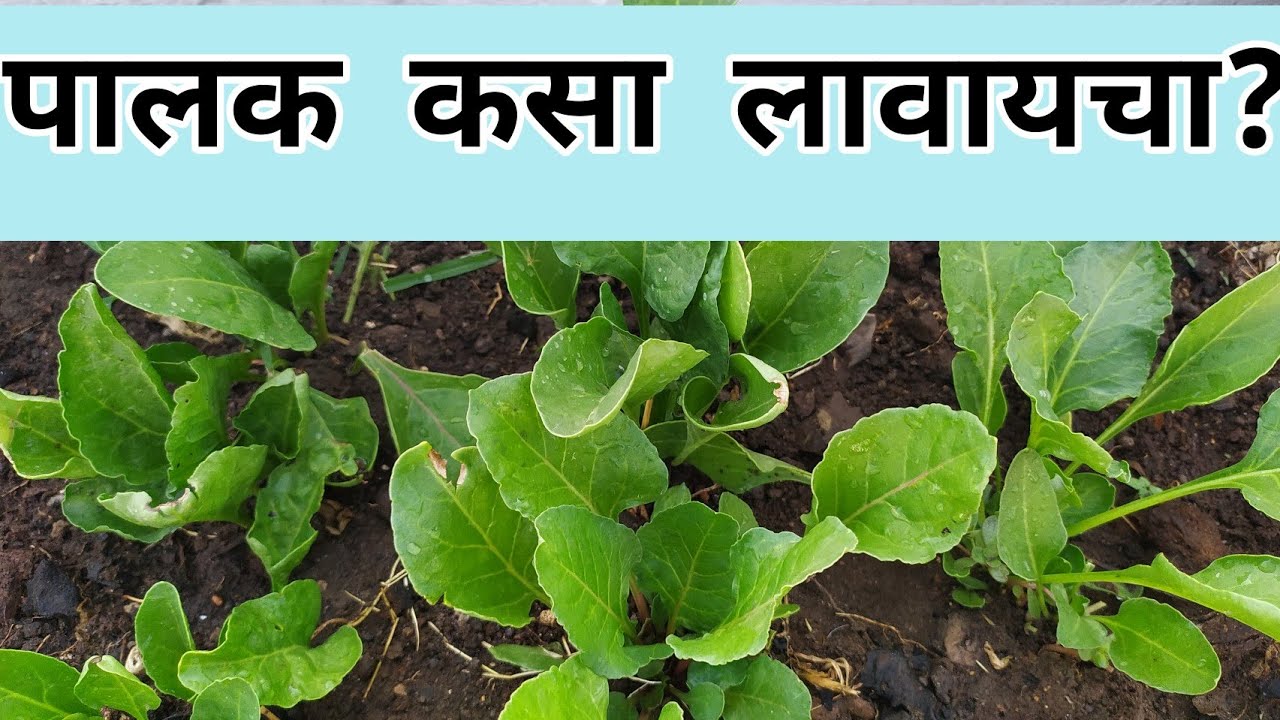 कुंडीत पालक कसा लावायचा?| घरच्याघरी पालक लागवड |How To Grow Spinach at Home?| marathigardeningvideo