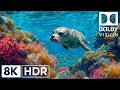 Dive Into the Enchanting Ocean World - Spectacular Marine Creatures in Stunning 8K UHD