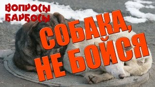 Как вернуть собаке доверие к людям, что нужно знать когда берешь собаку из приюта