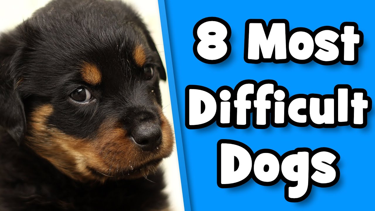 Difficult Dog Breeds - 8 Worst Dogs For First Time Owners - Youtube