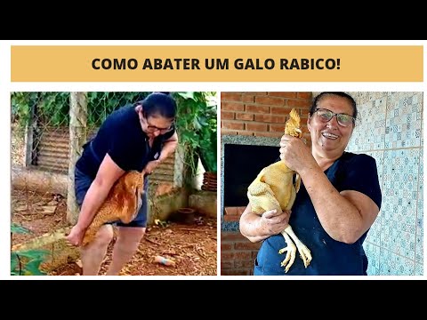 COMO ABATER UM GALO RABICO!🐓🐓