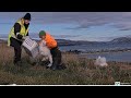 Royal Albatross ~ Rangers Weigh The Chicks! TFT Is The Heaviest Chick In The Colony 10.4kg 😲 5.28.24