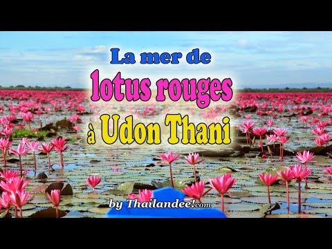 Vidéo: Comment Visiter La Mer De Lotus Rouge De Thaïlande - Réseau Matador