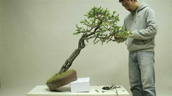 Bonsai styling - Picea Abis - incline double trunk...