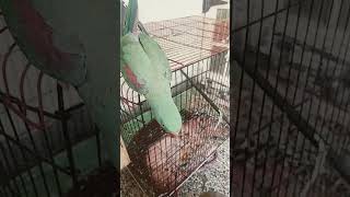 parrot video #breedingpair #parrotlover #parrotvideo #cutebird #talkingparot