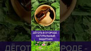 Дёготь в огороде #дача #сад #огород