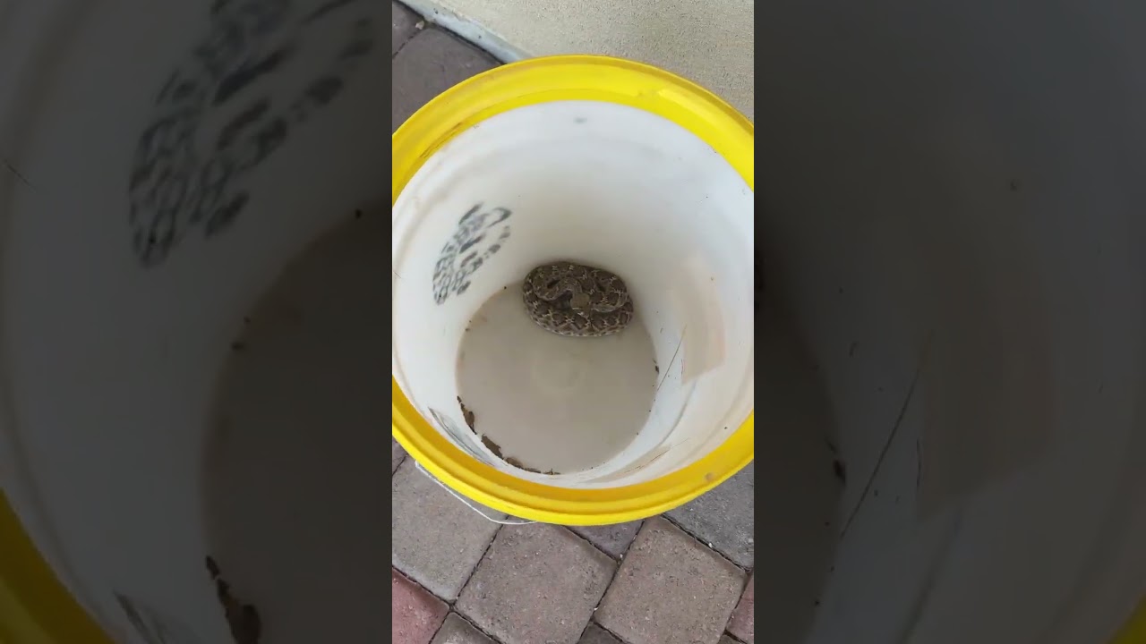 Finding Rattlesnakes By Thinking Like A Snake