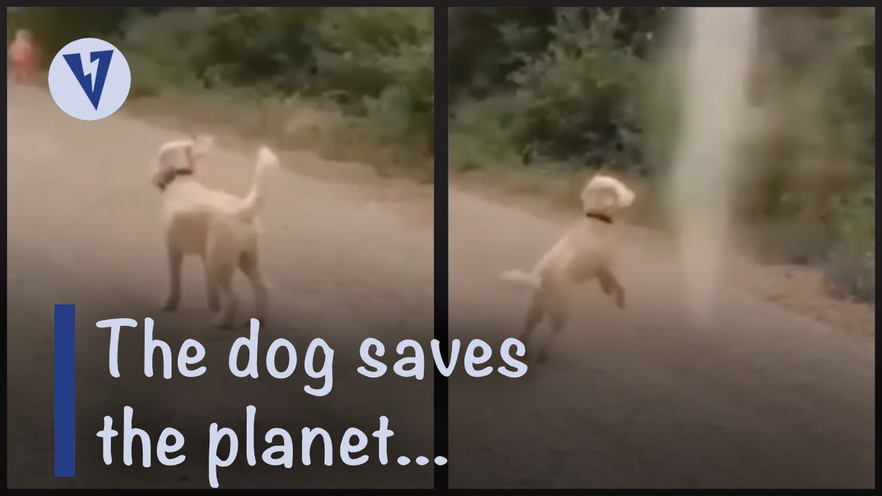 A Dog Stops A Tornado Quick Viral Dose YouTube