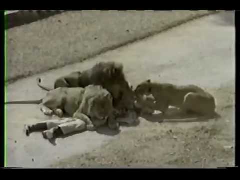 Lion kill the man (Line Attack)