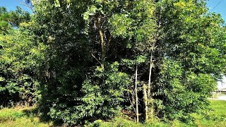 3219 W Snow Road, Port Saint Lucie, FL Presented by Ben Permuy.