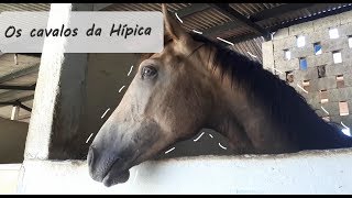 MOSTRANDO TODOS OS CAVALOS DA HÍPICA- ( atualização 2019)