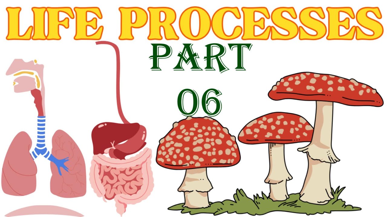 Life processes important questions part 06 - YouTube
