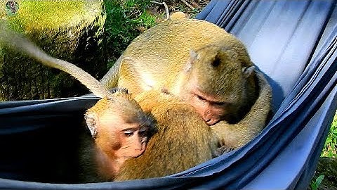 Poor Jack lonely get hurt by Joey with Drew bite in hammock | Spoil monkey play very happy |