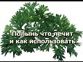 Полынь - что лечит и как использовать