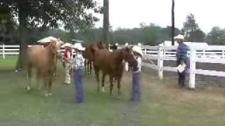 Knox County IN. Fair  JR 4-H 7-23-09
