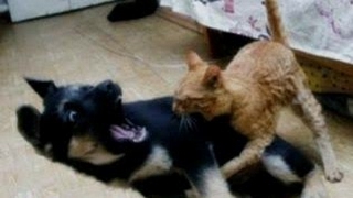 Shocking Video!!!! My cat attacking puppies Must See